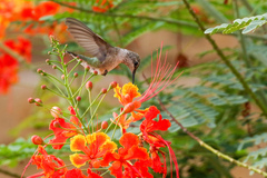 Archilochus alexandri