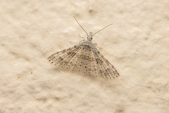 Alucita hexadactyla