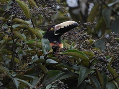 Pteroglossus torquatus