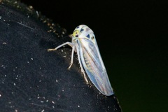 Balcanocerus crataegi