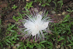 Barringtonia asiatica