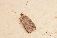 Agonopterix