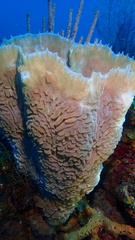 Callyspongia plicifera