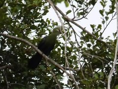 Tauraco macrorhynchus