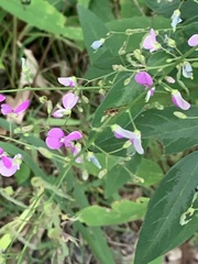 Desmodium paniculatum