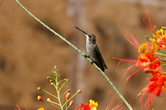 Archilochus alexandri