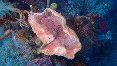 Callyspongia plicifera