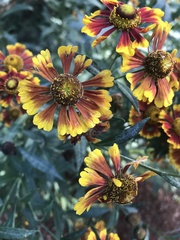 Helenium