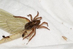 Arctosa rubicunda