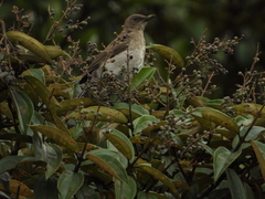 Turdus ignobilis