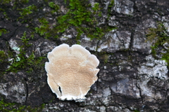 Trichaptum biforme