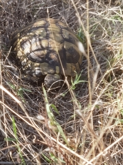 Testudo hermanni