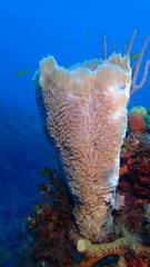 Callyspongia plicifera