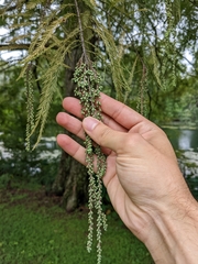 Taxodium distichum