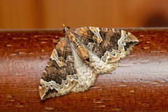Eulithis prunata