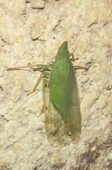 Rhynchomitra recurva