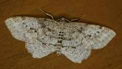 Hypagyrtis