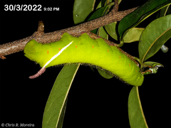 Cocytius antaeus