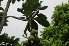 Barringtonia asiatica