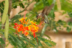 Archilochus alexandri