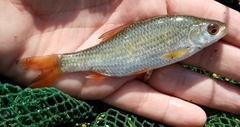 Rutilus rutilus