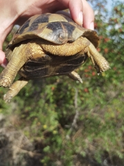 Testudo hermanni