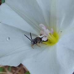 Lasioglossum