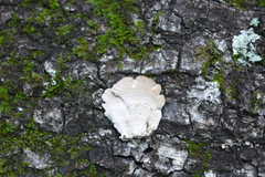 Trichaptum biforme