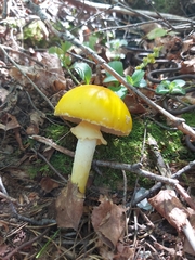 Amanita flavoconia