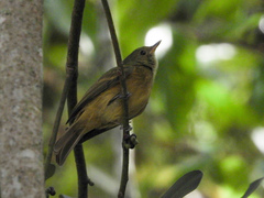 Mionectes oleagineus