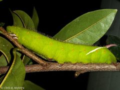 Cocytius antaeus