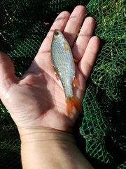 Rutilus rutilus