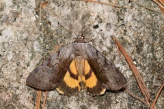 Catocala sordida