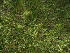 Euphorbia polycarpa