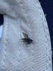 Symphoromyia