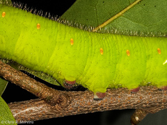 Cocytius antaeus