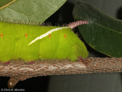 Cocytius antaeus