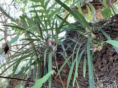 Encyclia tampensis