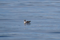 Fulmarus glacialis
