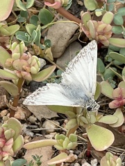 Heliopetes ericetorum