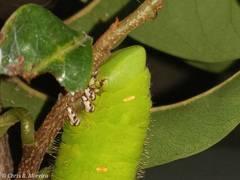 Cocytius antaeus