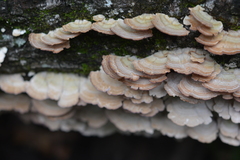 Trichaptum biforme
