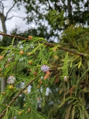 Taxodiomyia cupressiananassa
