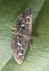 Diathrausta harlequinalis