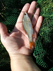 Rutilus rutilus