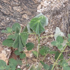 Abutilon reventum
