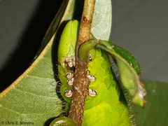 Cocytius antaeus