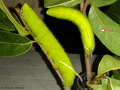 Cocytius antaeus