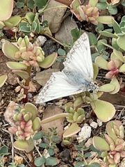 Heliopetes ericetorum