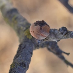 Andricus quercuscalifornicus